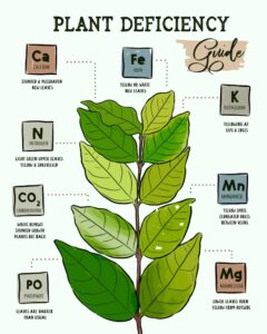 plant deficiencies 1