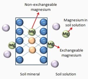 magnesium soil