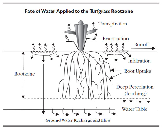 water down to root zone
